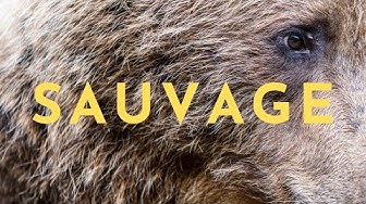 YouTube: La Minute Sauvage